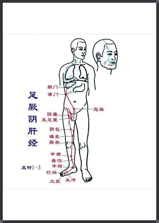 阴廉的位置与作用和功效：深入了解人体的重要部位