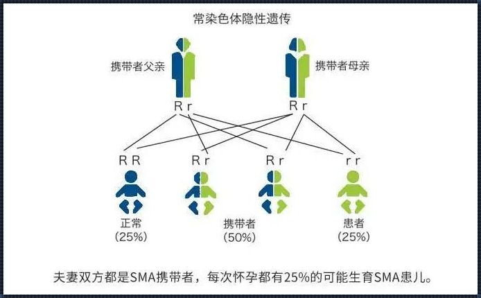 探究隐性遗传病基因：正常人携带多少