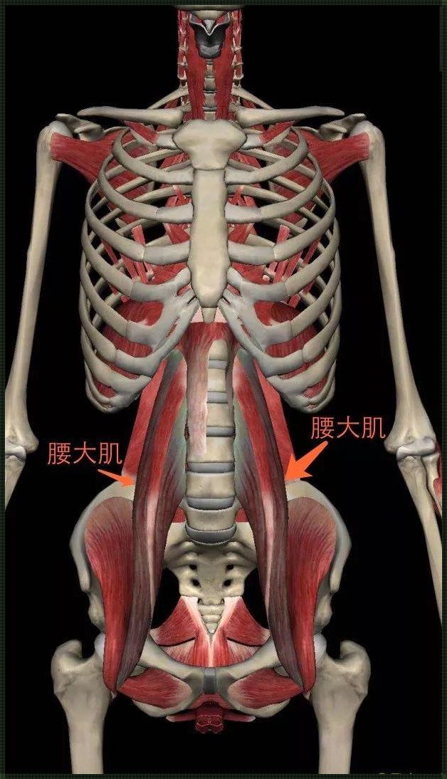 揭秘人体腰肌的准确位置图：一种神秘而实用的探索