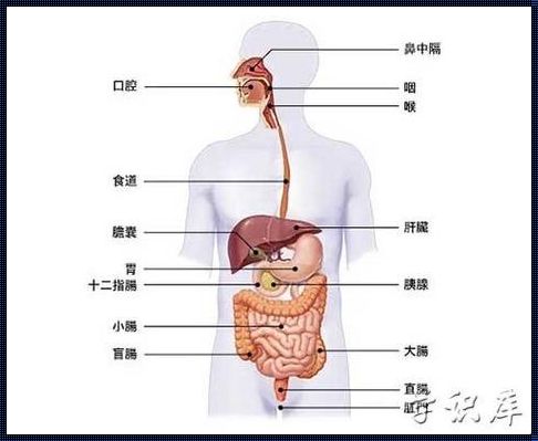 胃窦与十二指肠：探寻两者之间的神秘联系