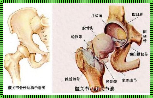 揭秘：腰下面是髋关节吗？