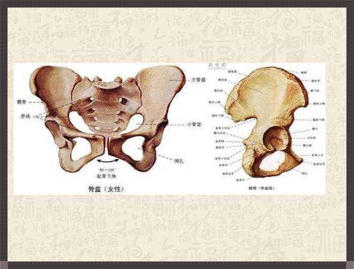 揭秘坐骨部位：掌握人体的神秘之骨