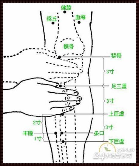 揭秘足三里的神秘面纱：一探究竟