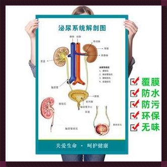 女性肾上腺功能之魅：生命之泵的神秘力量