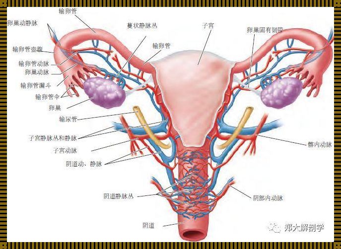 输卵管有回流2ml严重吗？——揭秘女性生育的神秘“管道”