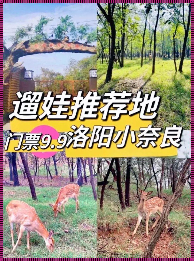 宜阳香鹿山景区介绍：探寻自然与人文的和谐共生