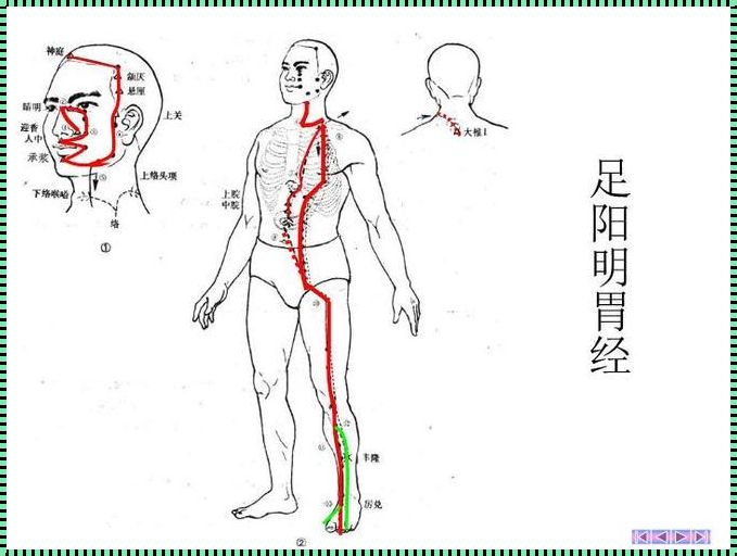 足阳明胃经起止点：探索人体的能量高速公路