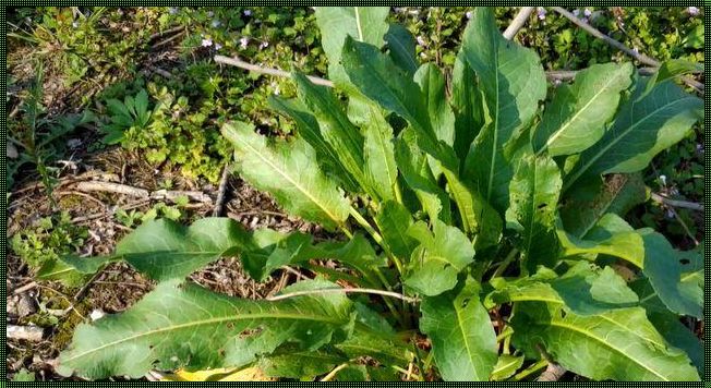 野菠菜根泡水喝的功效和作用：健康生活的新选择