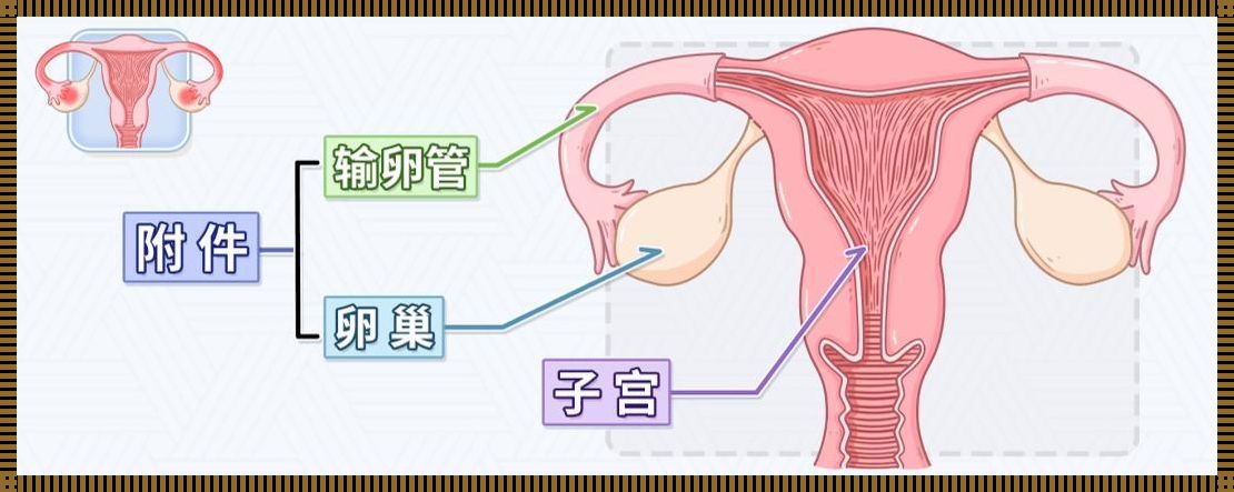 人体的神秘“附件”：探索未知之谜