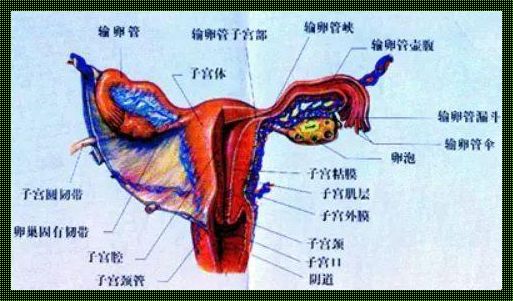 人体的神秘“附件”：探索未知之谜