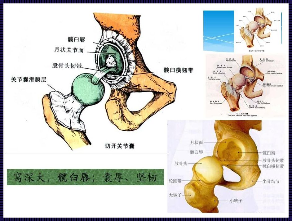 髋关节：分享关于人体这部精密机器的关键零件