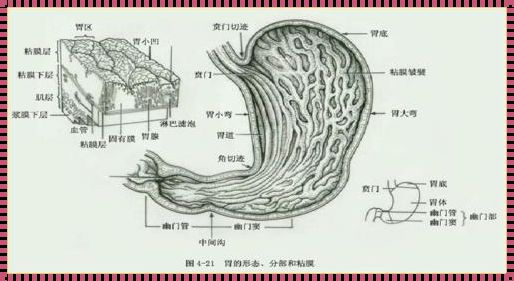 胃表皮结构：探索人体内的神秘面纱