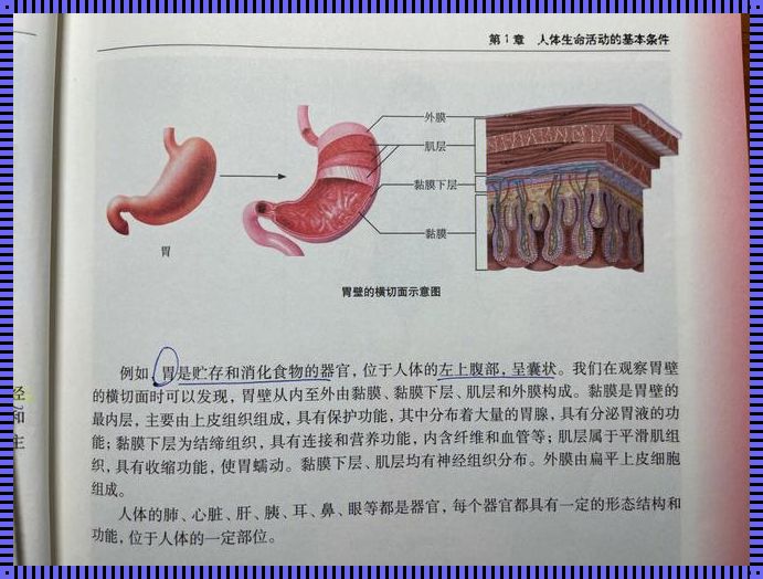 胃黏膜层结构：微观世界中的惊奇发现