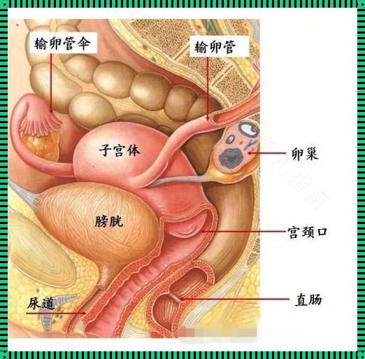 左输卵管疼是什么原因造成的？探寻疼痛背后的故事