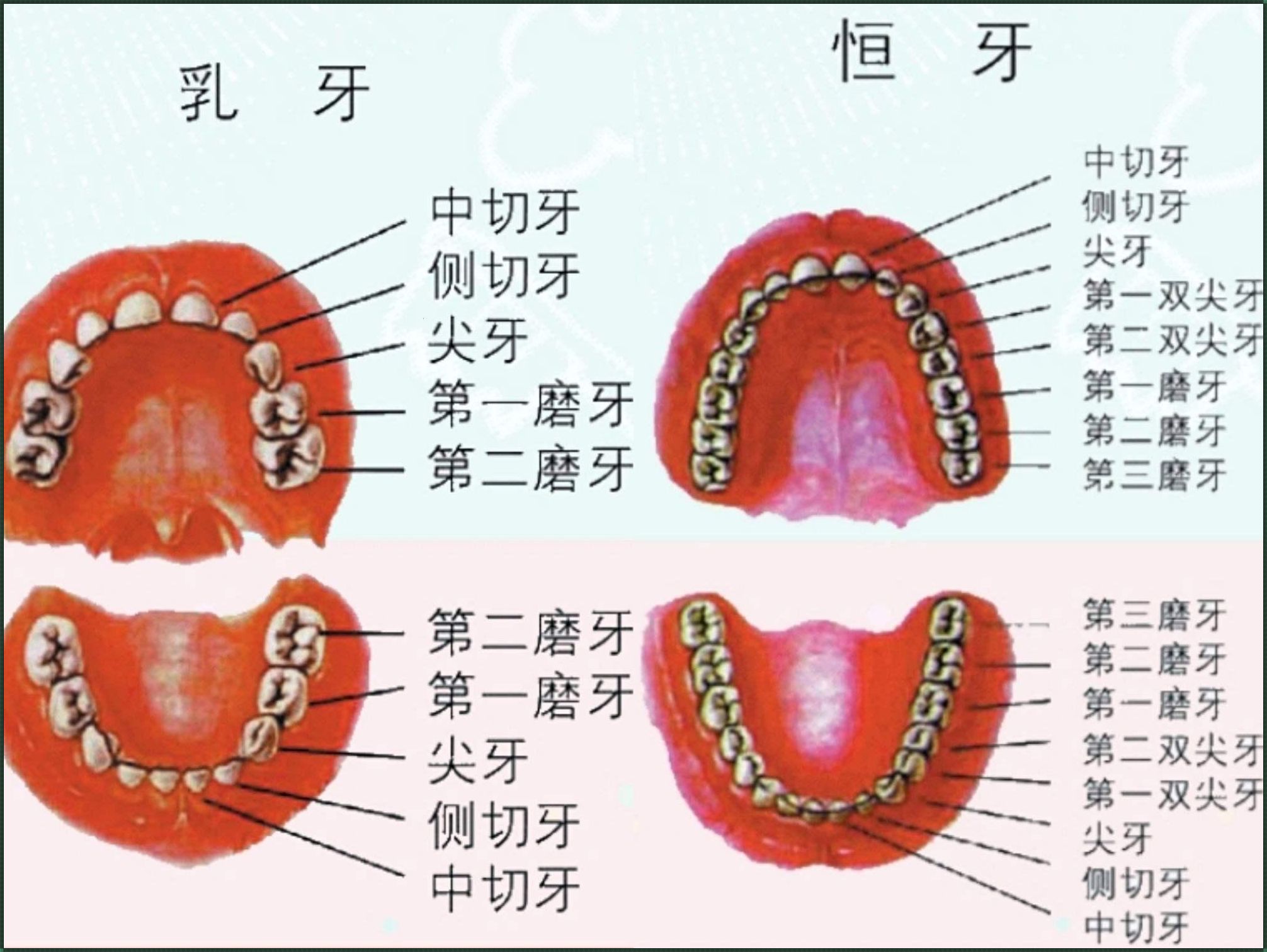 口腔牙齿全图：再造之美