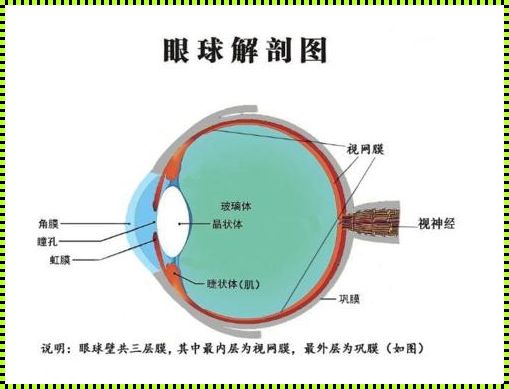 探索神秘：人类眼球解剖图