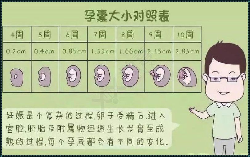 探讨孕囊尺寸三个数据顺序的重要性