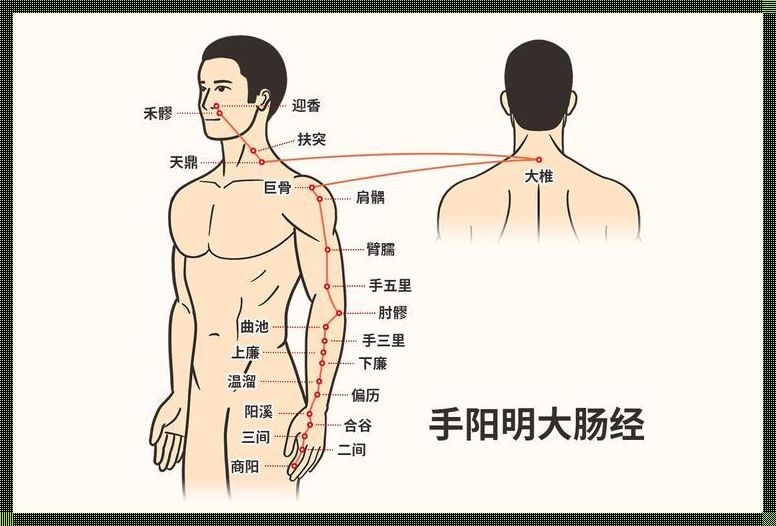 手上大肠经的位置图探秘：健康之路的引路人