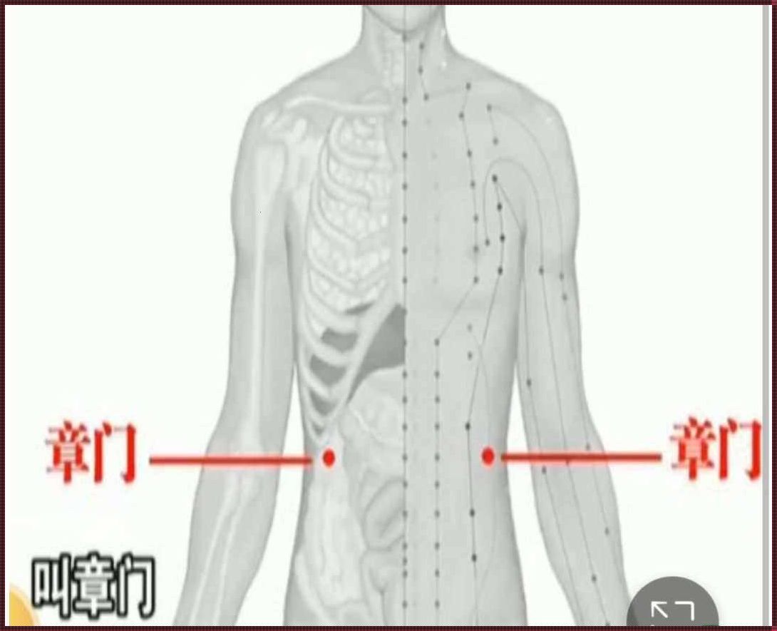 章门的准确位置图作用功效：揭示人体奥秘的重要一步