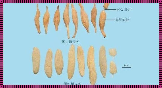 天门冬与天冬：揭开神秘面纱的探寻