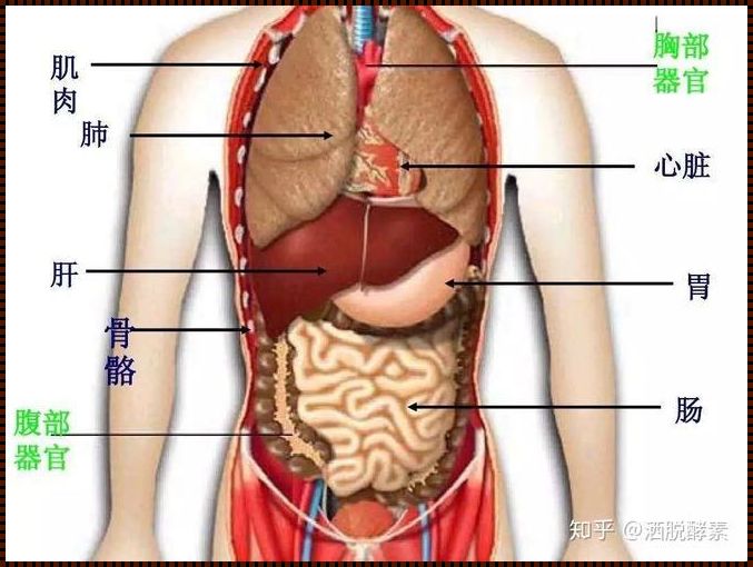 《剑突与胃的位置图：探寻身体与心灵的交织》