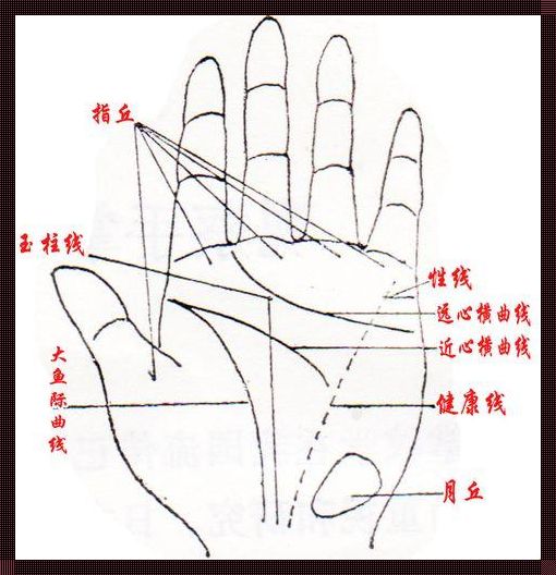 大鱼际手相解析：掌中藏海，纹路诉心