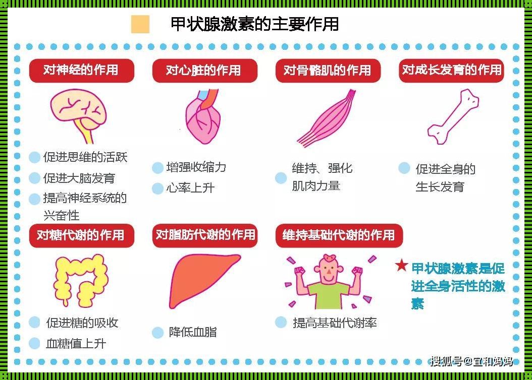 甲状腺：生命之火的守护者